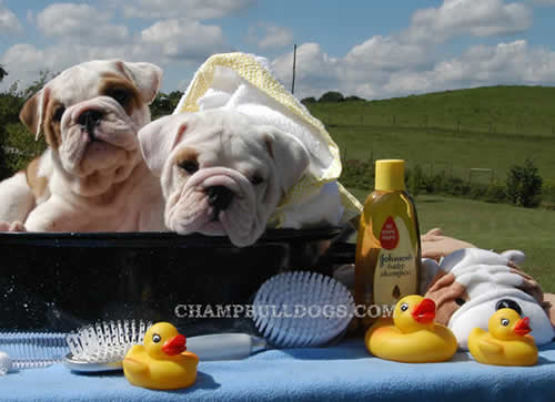 English bulldog puppies